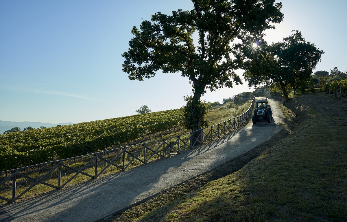 panoramic-altarocca-winery