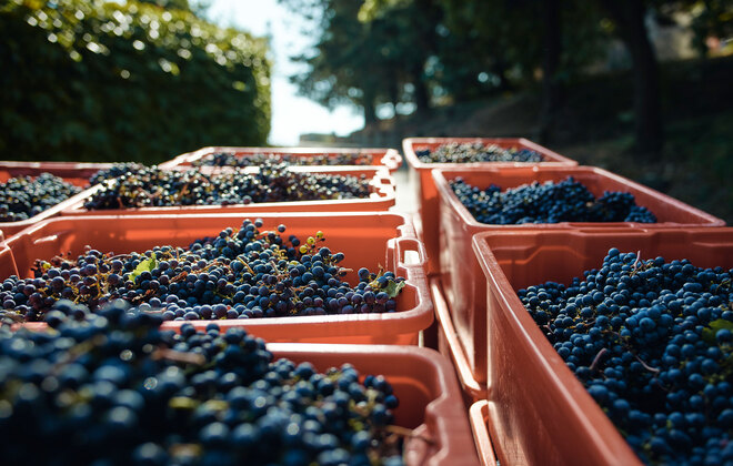 uva raccolta in altarocca