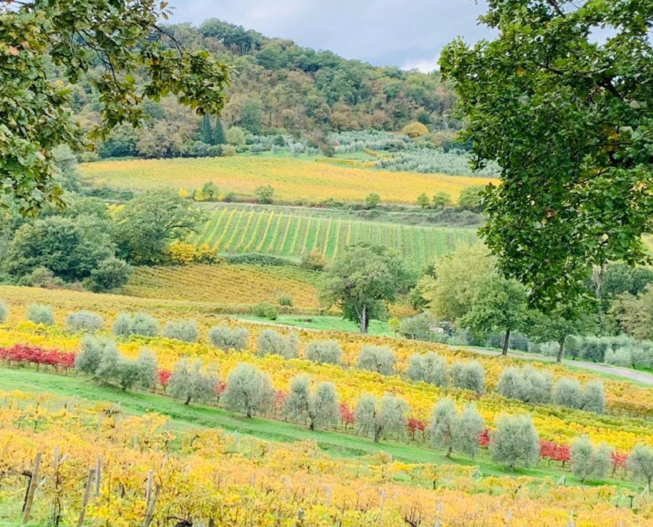 vigna-listing