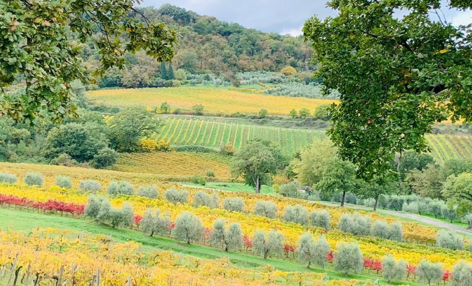 vigna