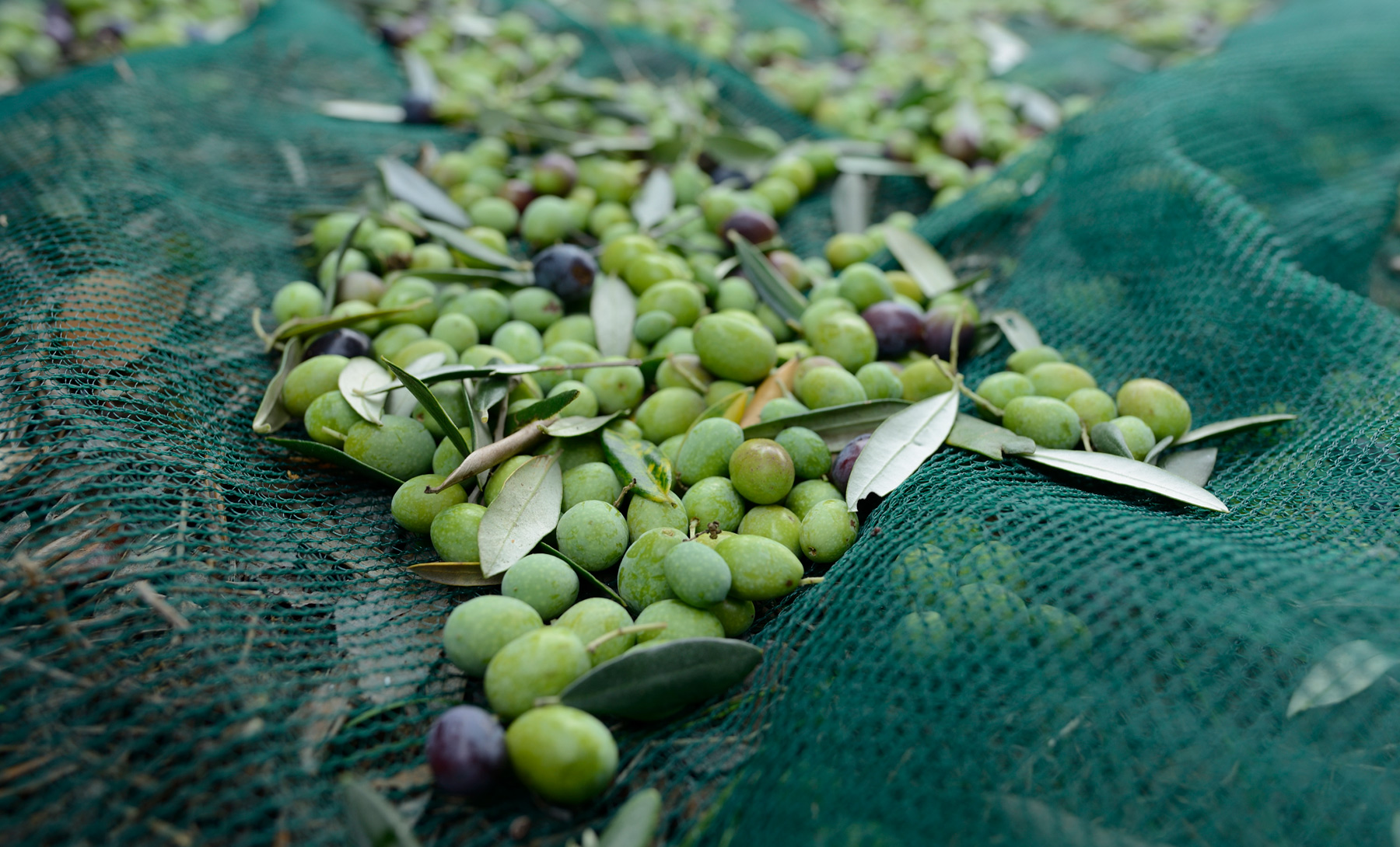 altarocca-frantoio-homepage-1