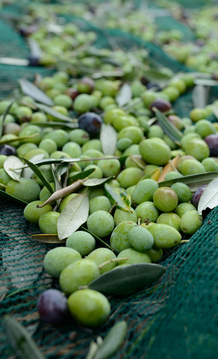 altarocca-frantoio-homepage