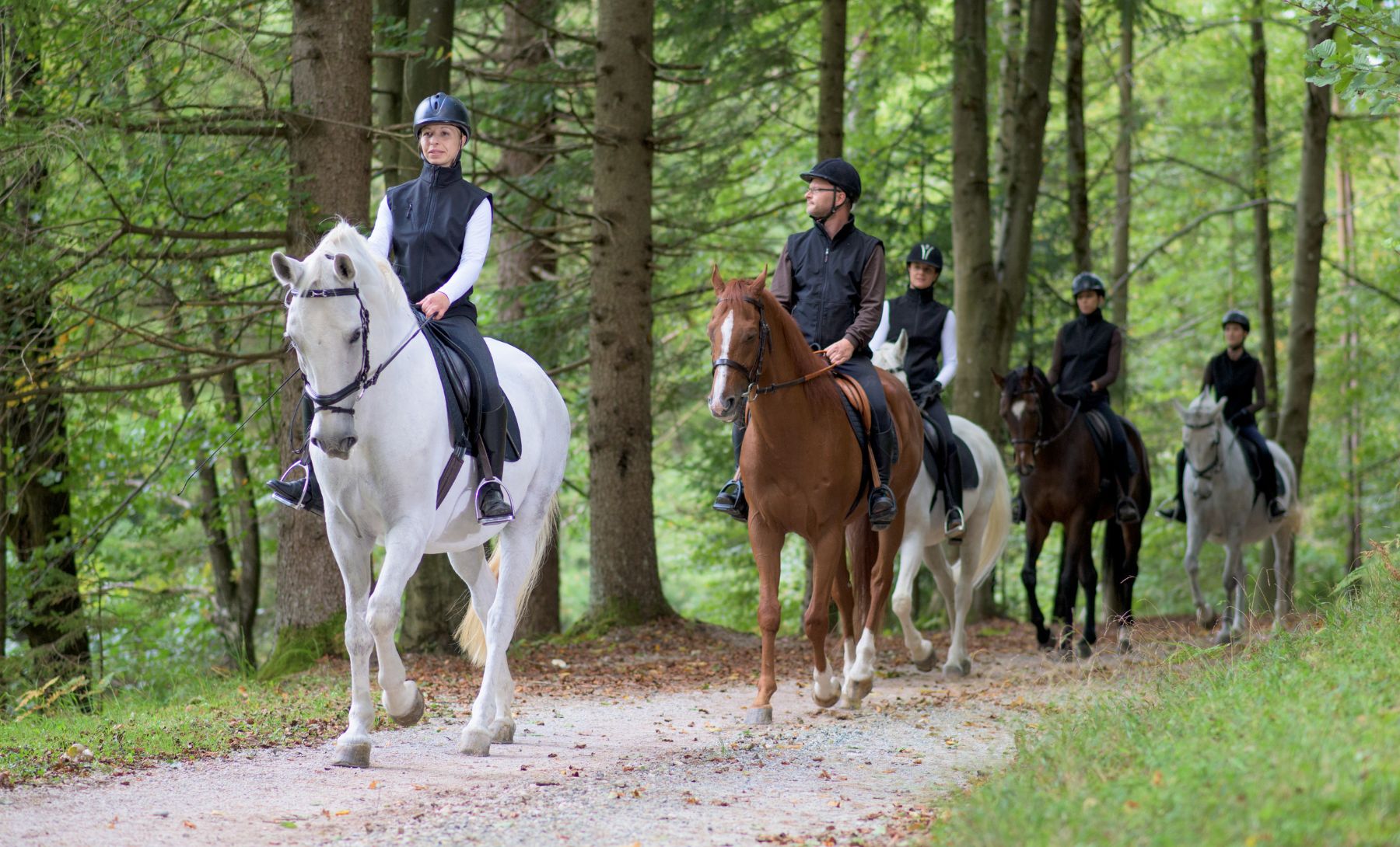 cavallo
